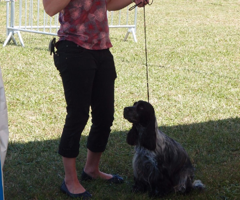 Féria (Sans Affixe) - 1ère excellente en classe ouverte + CACS + Meilleure femelle