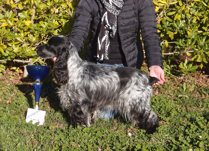 Féria (Sans Affixe) - 1ère excellente en classe ouverte + CACS