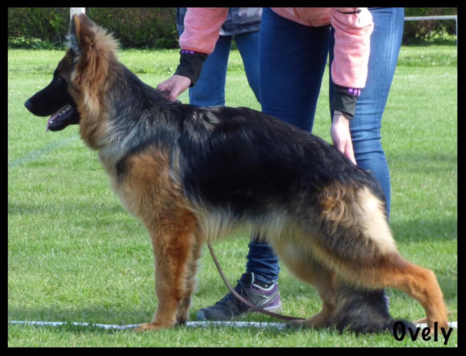 Ovely Du Domaine De L'Estran - 3ème Très Prometteur