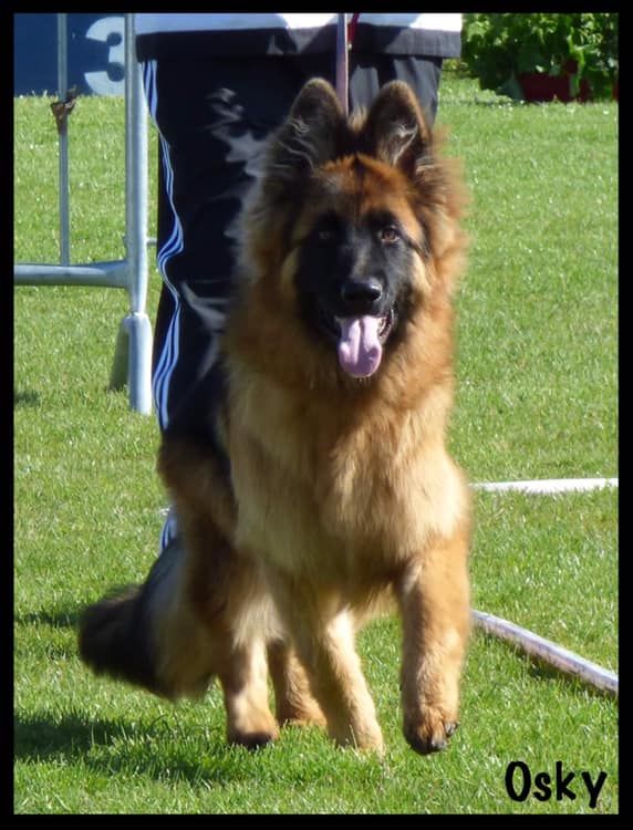 Osky Du Domaine De L'Estran - 1er Très Prometteur