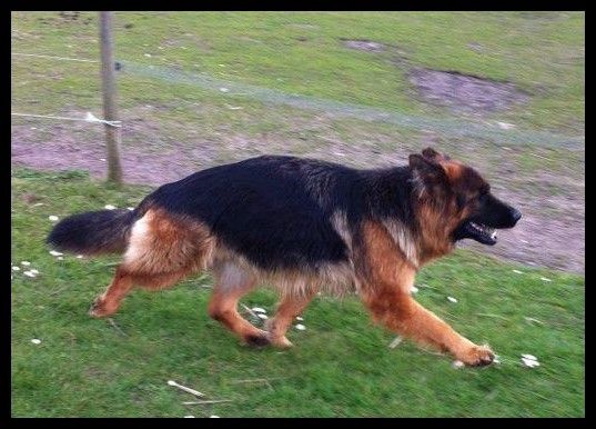 Ioka (dit ixelle) du clan des gladiateurs - 4ème Très Bon