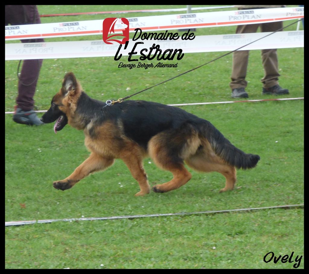 Ovely Du Domaine De L'Estran - 1ère Très Prometteur