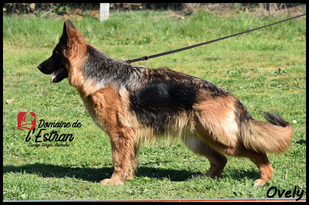 Ovely Du Domaine De L'Estran - 5ème EXCELLENT