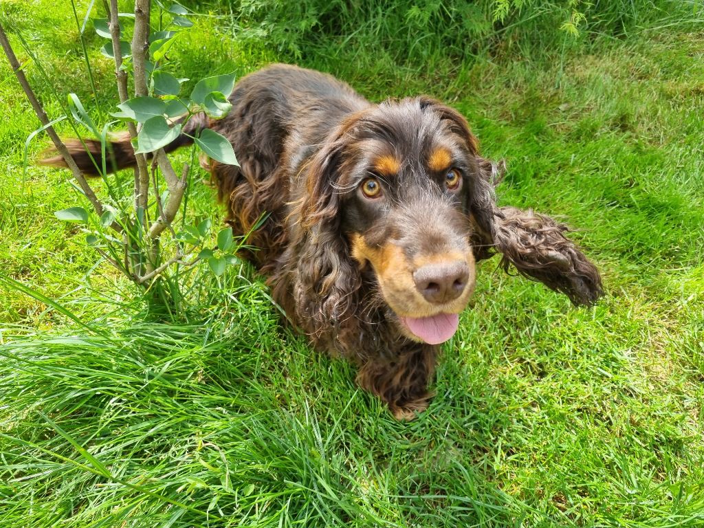 Vol'jin Du Royaume Des Quatre Pattes