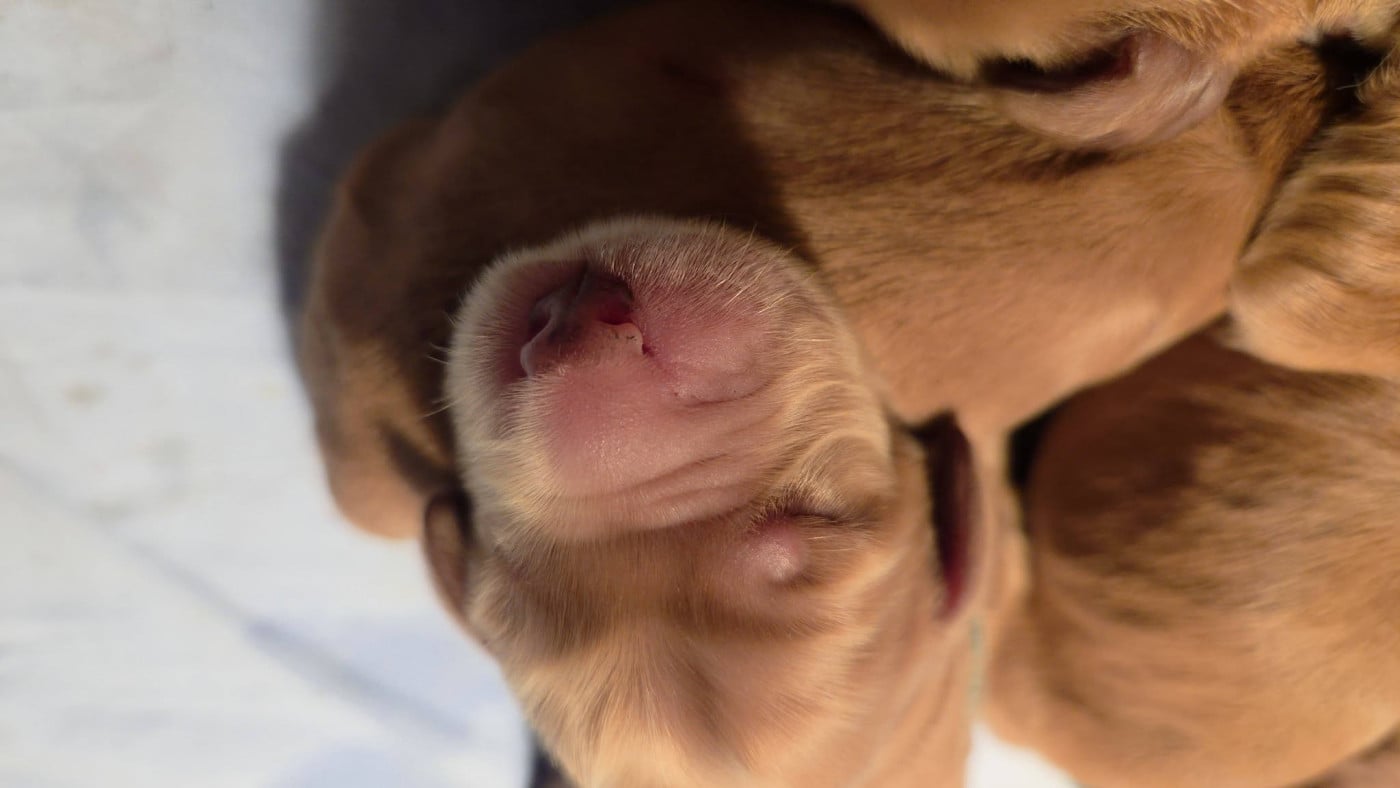 Chiot N°1 - Cocker Spaniel Anglais
