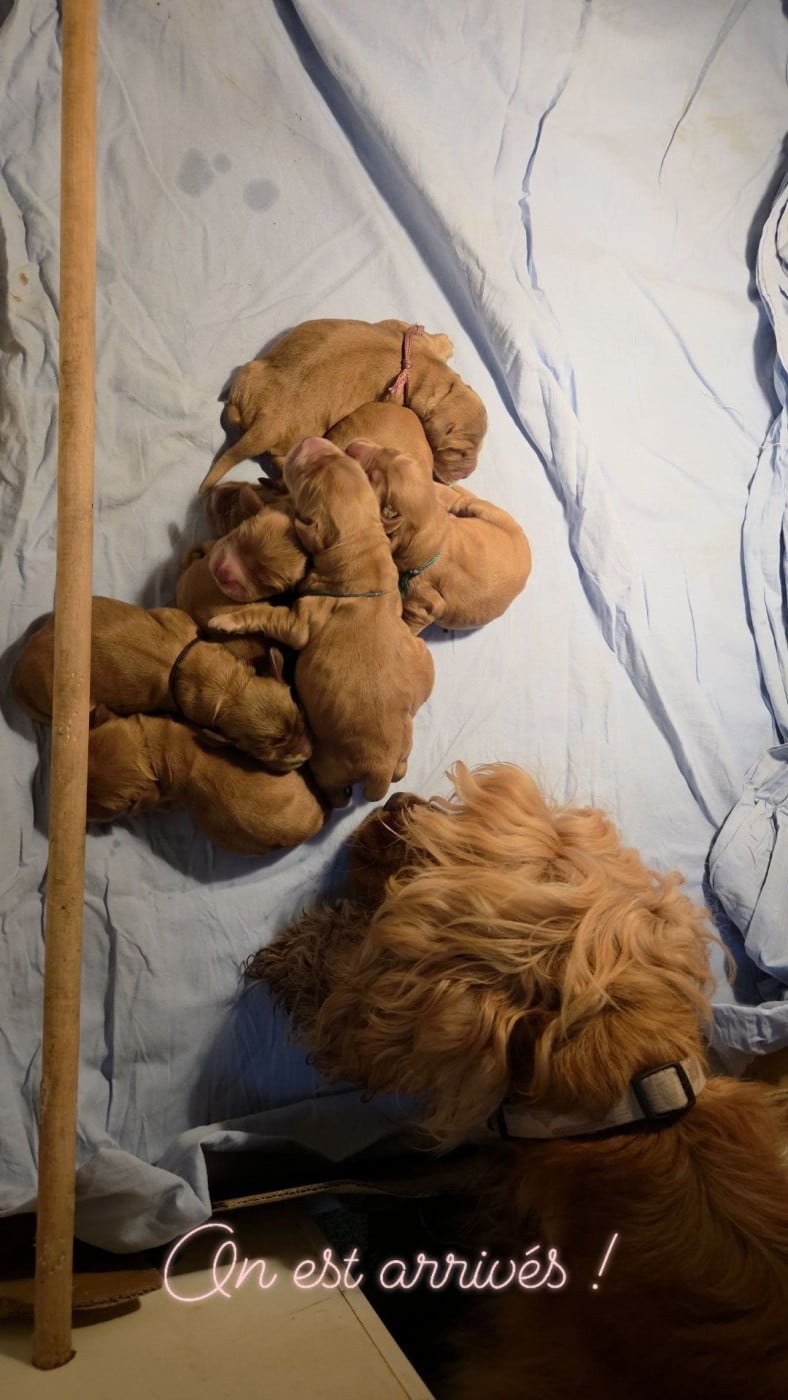 Chiot N°6 - Cocker Spaniel Anglais
