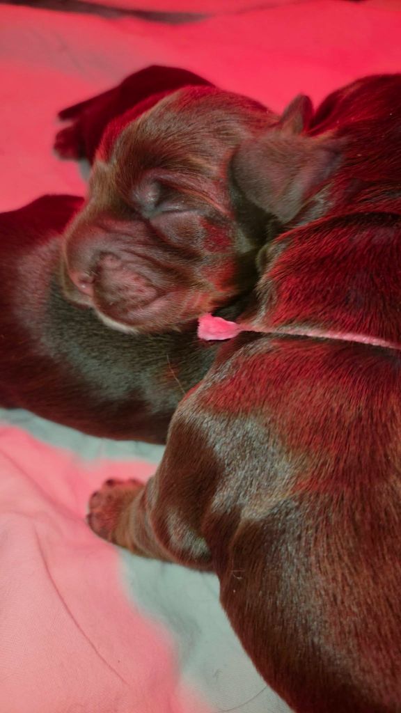 A... - Cocker Spaniel Anglais