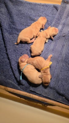 Les chiots de Cocker Spaniel Anglais