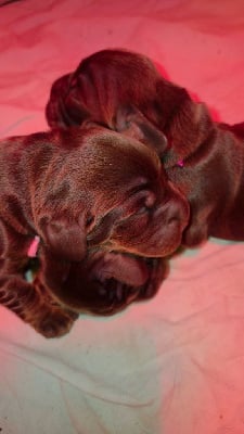 Les chiots de Cocker Spaniel Anglais
