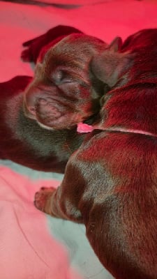Les chiots de Cocker Spaniel Anglais