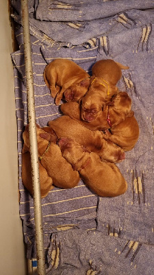 Cocker Spaniel Anglais