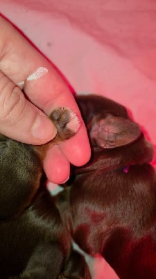 Les chiots de Cocker Spaniel Anglais