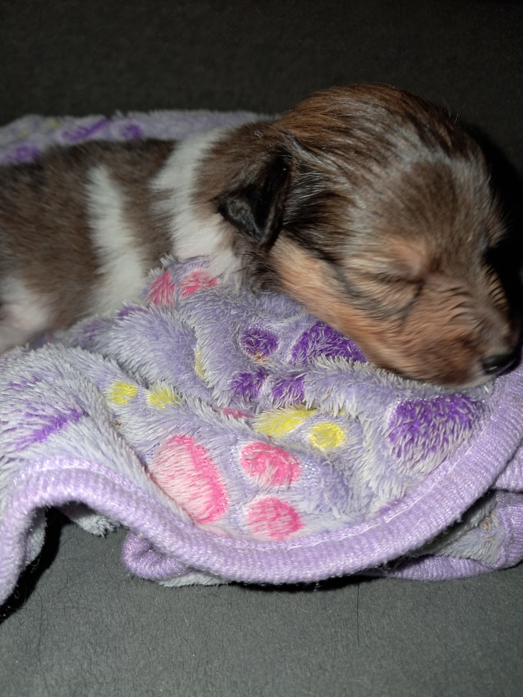 CHIOT 4 : APPY BOY nom provisoire