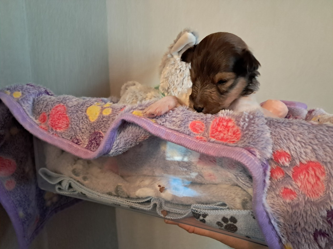 CHIOT 4 : APPY BOY nom provisoire