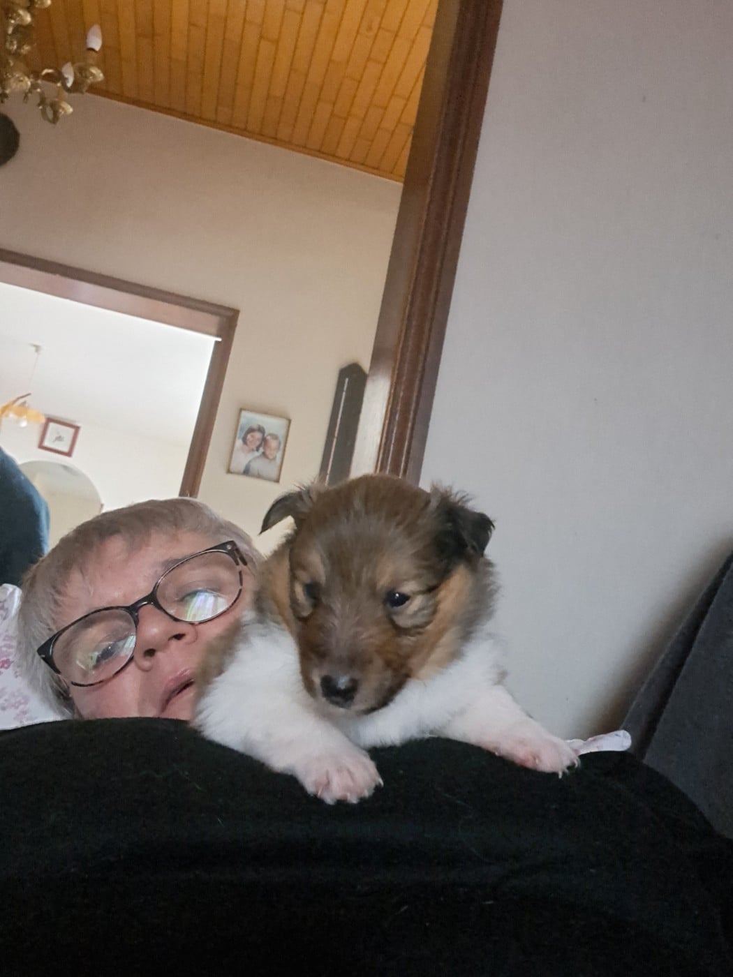 CHIOT 5 : ASTON : NOM PROVISOiRE