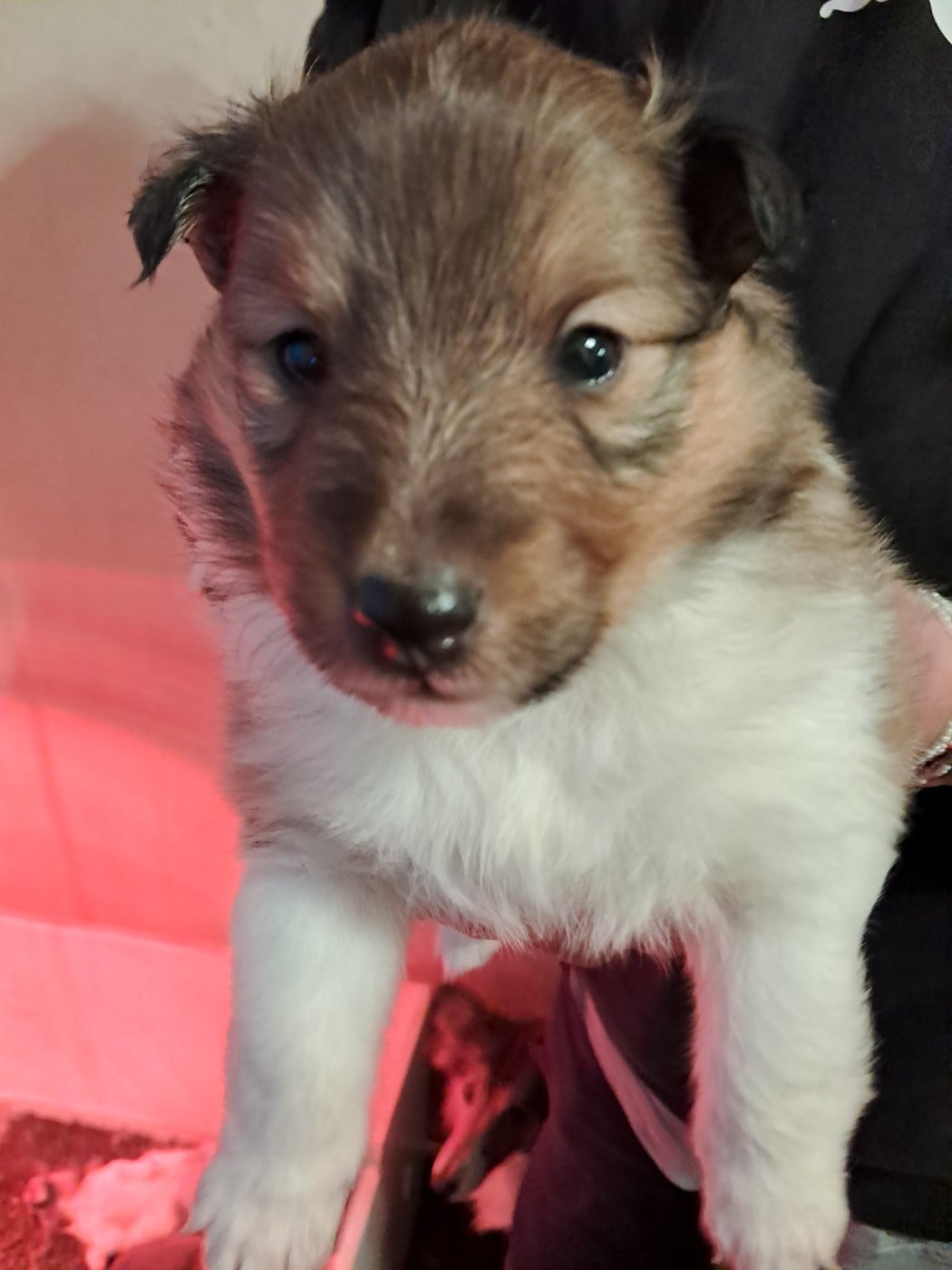 CHIOT 5 : ASTON : NOM PROVISOiRE