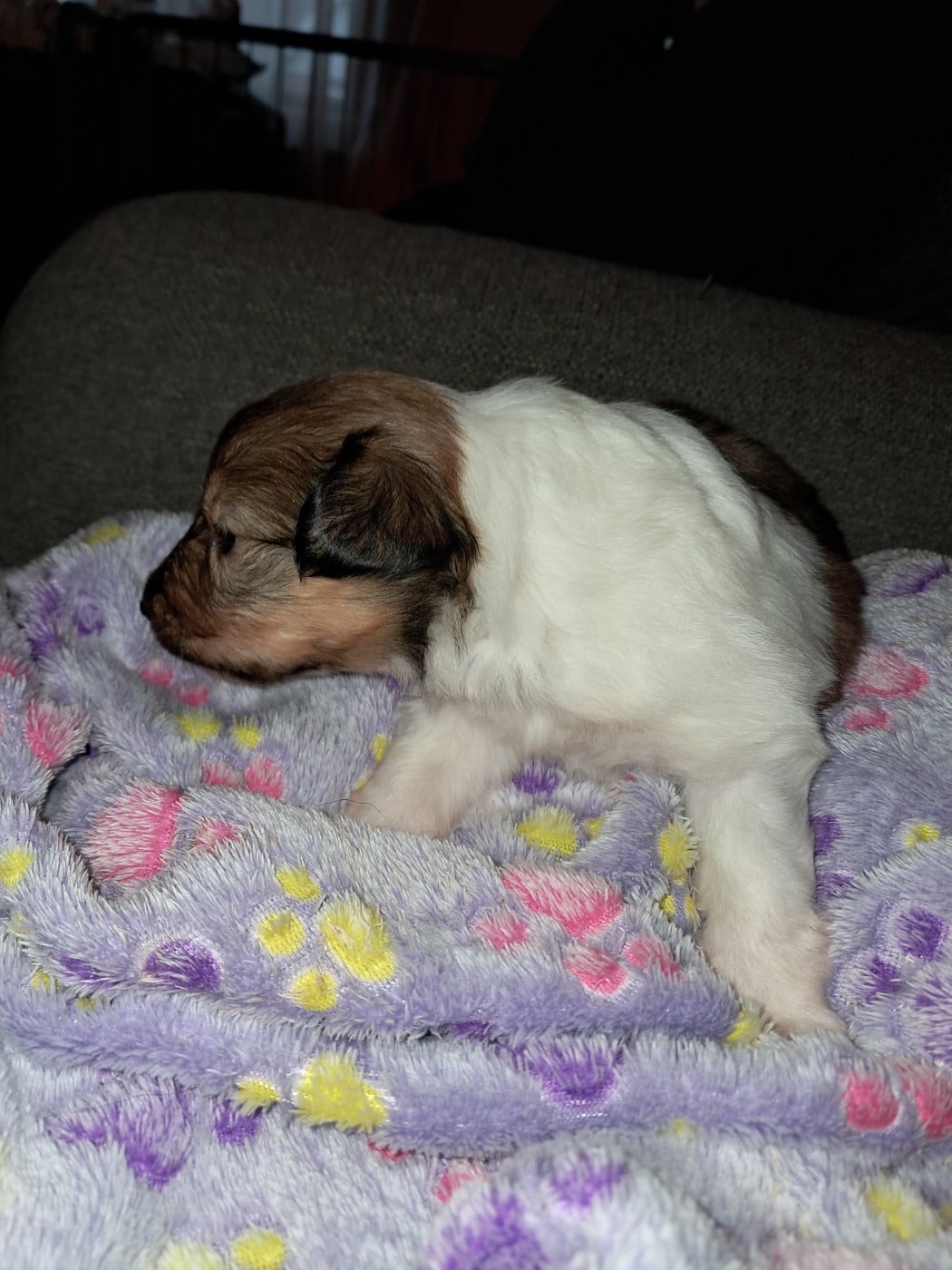 CHIOT 3 : nom provisoire : AURORA