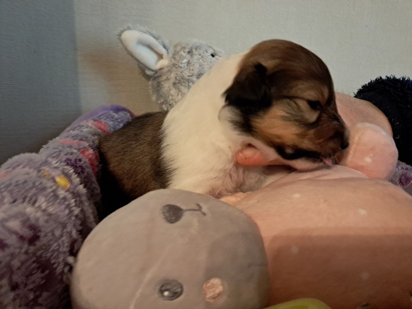 CHIOT 3 : nom provisoire : AURORA