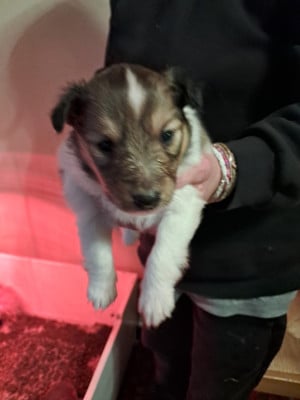 Les chiots de Shetland Sheepdog