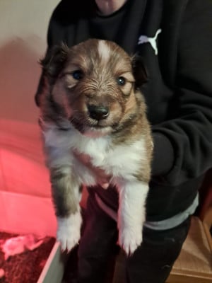 Les chiots de Shetland Sheepdog