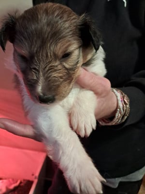 Les chiots de Shetland Sheepdog
