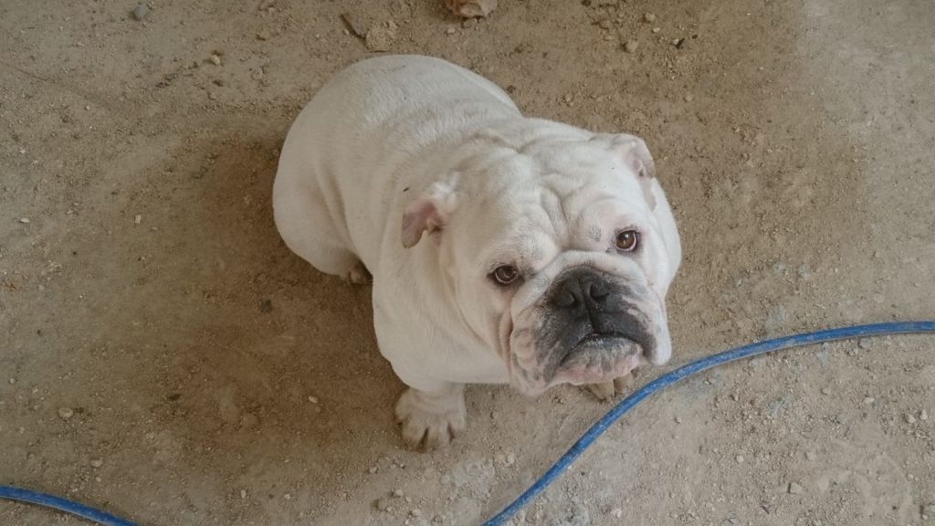 Publication : Edson Conqueror