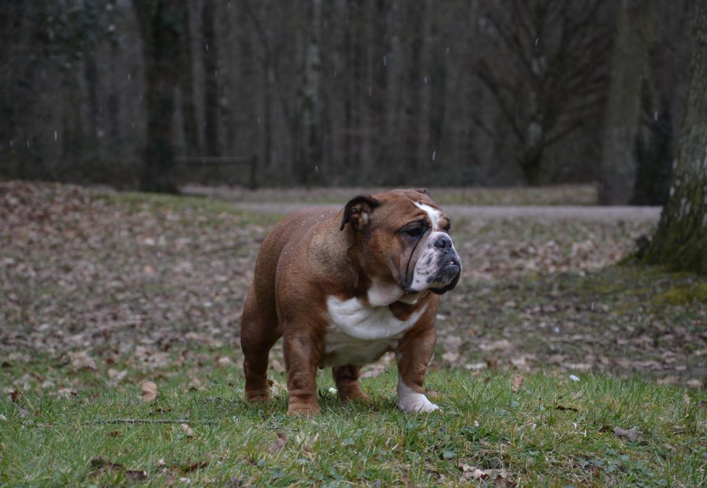 Publication : Edson Conqueror