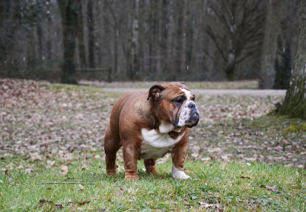 Publication : Edson Conqueror