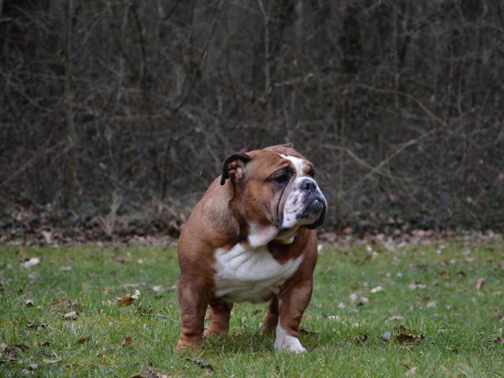 Publication : Edson Conqueror