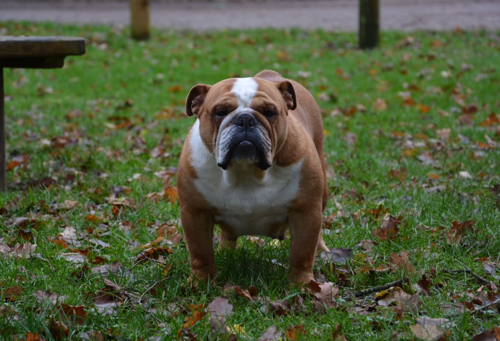 Publication : Edson Conqueror