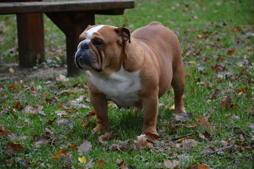 Publication : Edson Conqueror