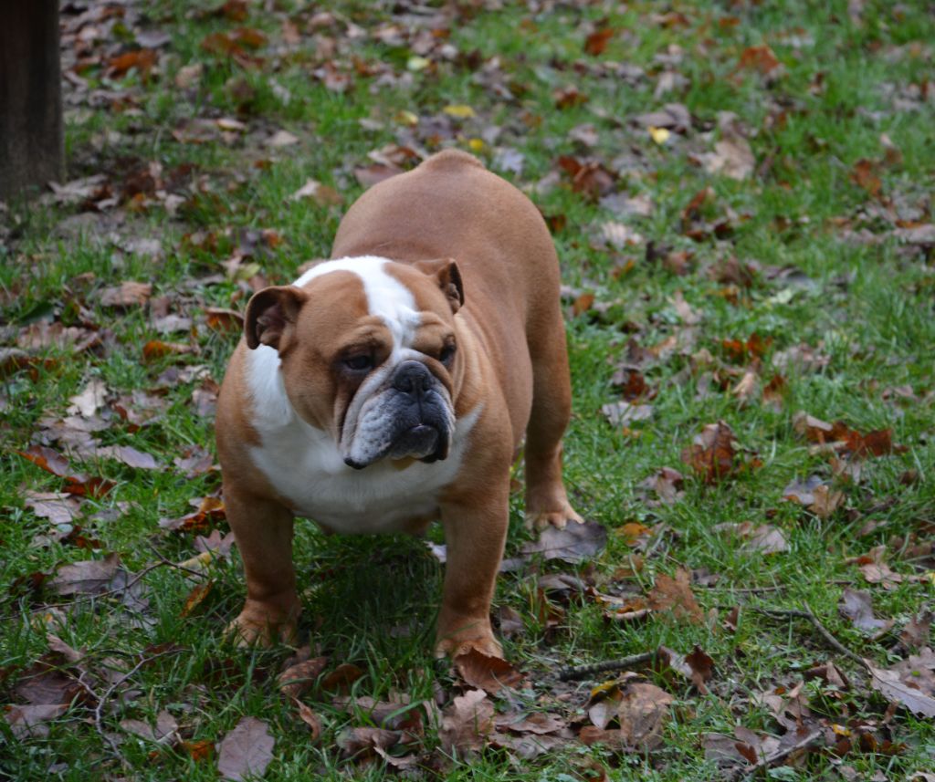 Publication : Edson Conqueror