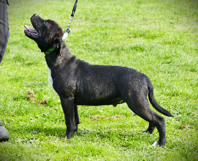 Les chiots de Staffordshire Bull Terrier