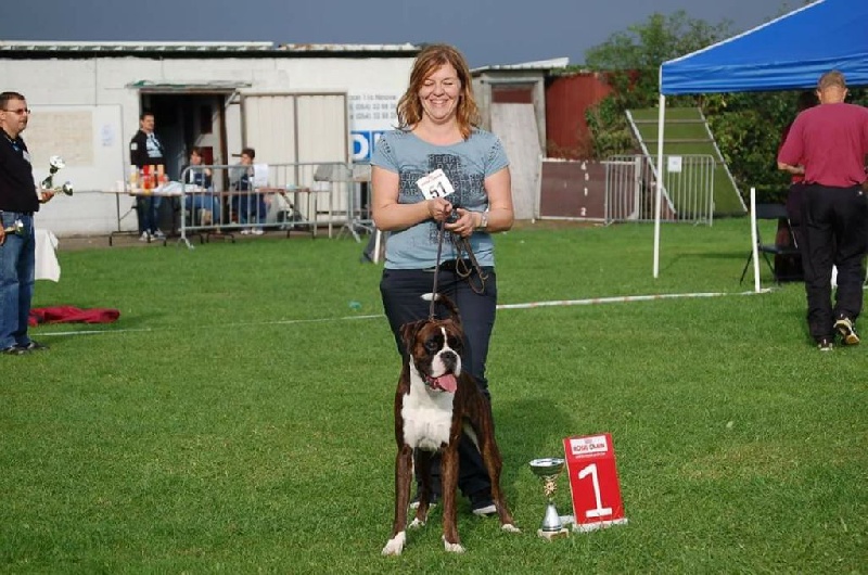 CH. Hagler Du Siecle Andalou - 1er EXCELLENT -Meilleur jeune -Prince du R.B.C.B-VAINQUEUR DE L ANNÉE 2013 -CCC