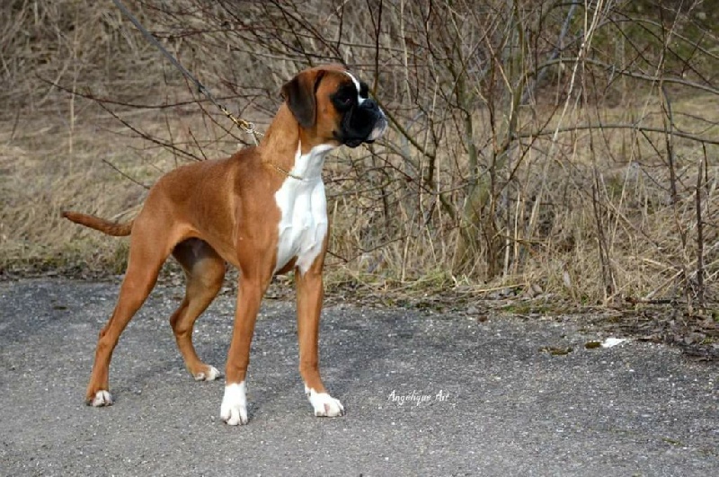 Inaya boxer del mar - 2eme TRÈS PROMETTEUR