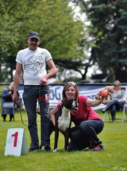 CH. Hagler Du Siecle Andalou - 1er EXCELLENT -Anw.dt.ch ( VDH )-médaille d'or du club