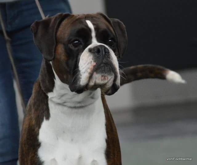 CH. Hagler Du Siecle Andalou - 1er excellent,VDH,rCAC