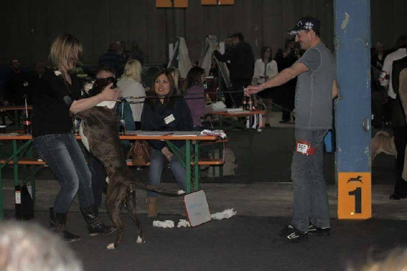 CH. Hagler Du Siecle Andalou - 1er EXCELLENT - CACL -CHAMPION DE BEAUTÉ DU LUXEMBOURG