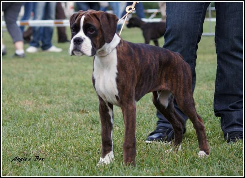 CH. Hagler Du Siecle Andalou - 3 ème TP