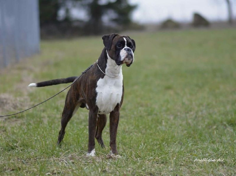 CH. Hagler Du Siecle Andalou - 1er excellent
