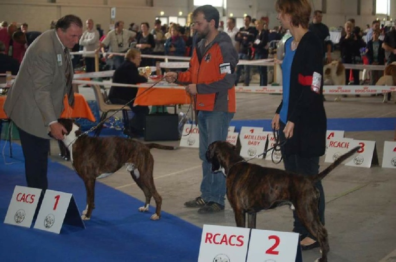 CH. Hagler Du Siecle Andalou - 1er EXCELLENT -CACS -RCACIB