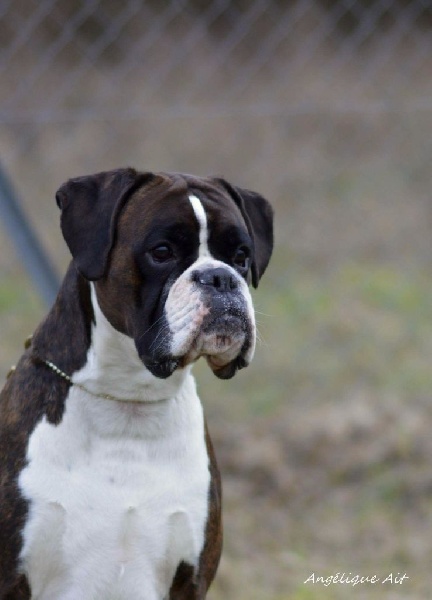 CH. Hagler Du Siecle Andalou - EXCELLENT