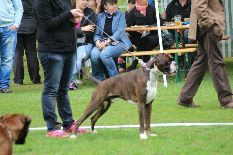 CH. Hagler Du Siecle Andalou - 1er EXCELLENT -Anw.dt.ch (VDH)-médaille d or du club