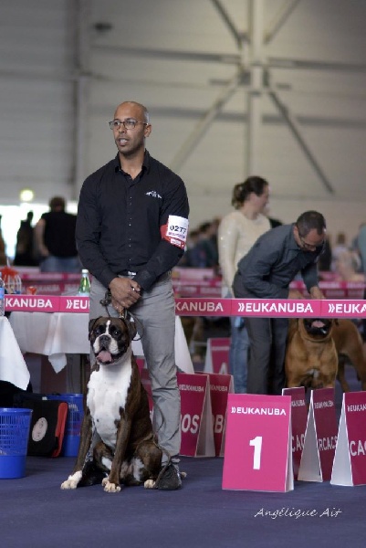 CH. Hagler Du Siecle Andalou - 1er excellent,rCAC