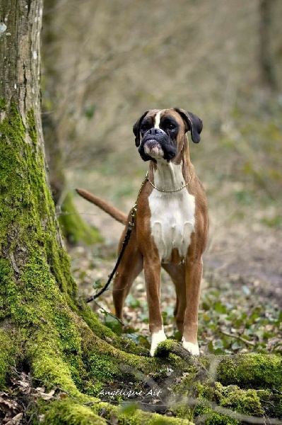 Inaya boxer del mar - 5 ème exc