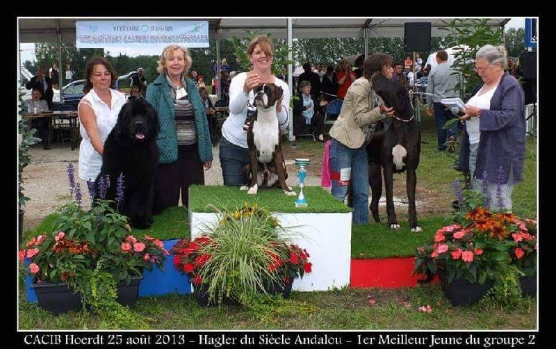 CH. Hagler Du Siecle Andalou - 1er EXCELLENT - MEILLEUR JEUNE -MEILLEUR JEUNE GROUPE 2 -3 ème BEST IN SHOW