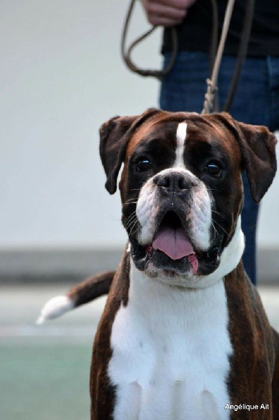 CH. Hagler Du Siecle Andalou - 1er EXCELLENT -Anw.dt.ch ( VDH )