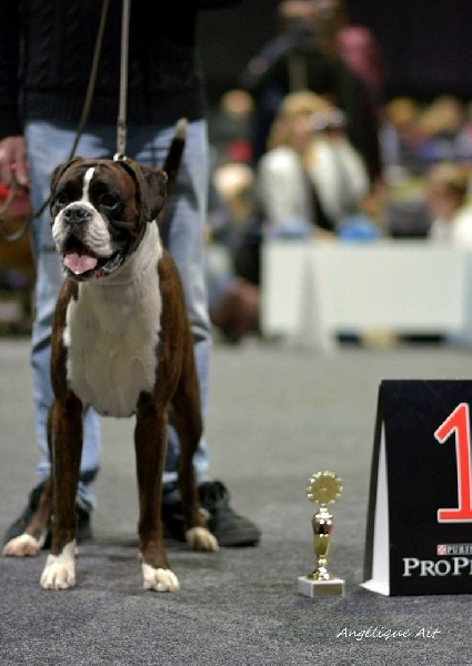 CH. Hagler Du Siecle Andalou - 1 er exc ,anw.dt.ch ( VDH ), rCACIB