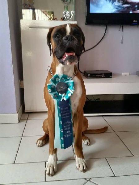Inaya boxer del mar - 1er EXCELLENT - Anw.dt.ch ( VDH ) - jugendsieger 2015