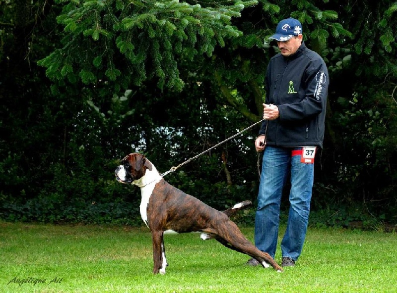 CH. Hagler Du Siecle Andalou - 1er EXCELLENT -Anw.dt.ch ( VDH ) - médaille d'or du club